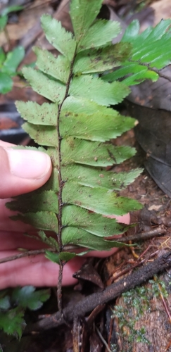 Image of Adiantum obliquum by (c) Monica Ventrice, some rights reserved (CC BY)