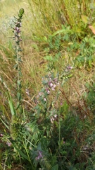 Odontites vernus