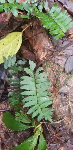 Image of Adiantum obliquum by (c) Monica Ventrice, some rights reserved (CC BY)