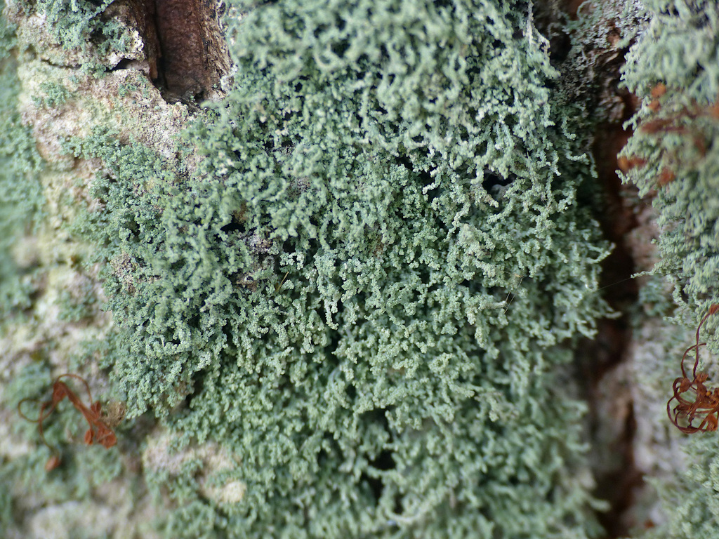 Leprocaulon quisquiliare