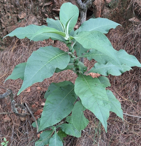 bugweed