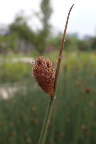 Image of Grey Sedge (Lepironia articulata) by no rights reserved