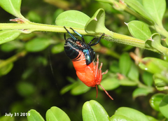 Poecilocoris splendidulus