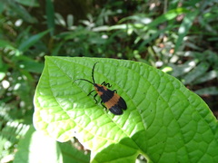 Calopteron reticulatum