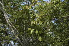 Dendrophthoe pentandra