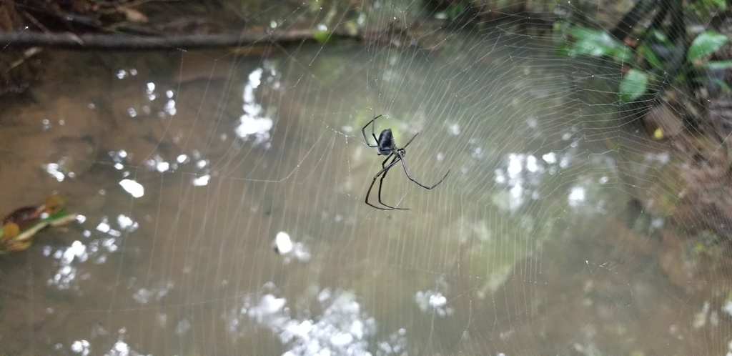 Orchard Spider And Allies