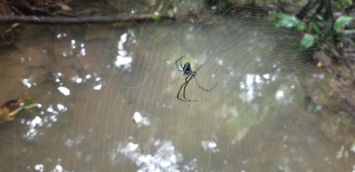 Orchard Spider And Allies