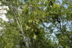 Dendrophthoe pentandra