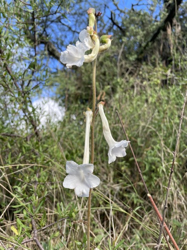 Foto de Cipó-de-são-joão