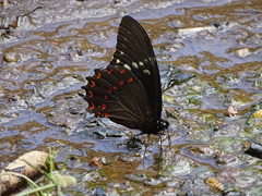 Papilio menatius victorinus