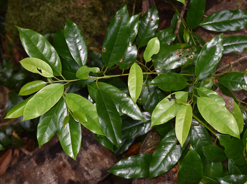 Apodytes brachystylis, 2024-12-17