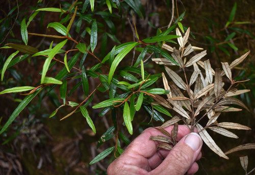 Phebalium longifolium, 2024-12-17