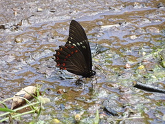 Papilio menatius victorinus