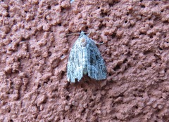 Protodeltote muscosula