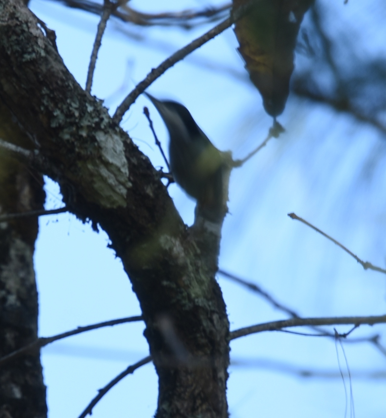 Giant Nuthatch