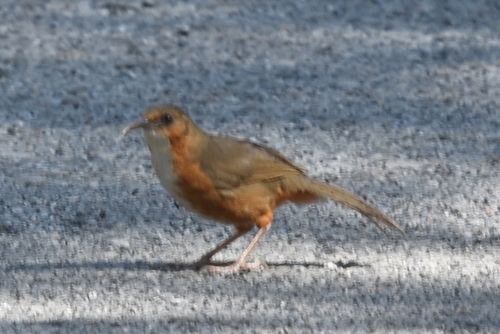 Red-eyed Scimitar Babbler (Erythrogenys imberbis), photo 10