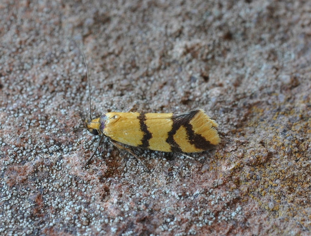 Tanyzancla amphitoxa