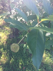 Cephalanthus