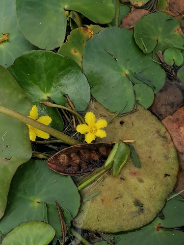 Foto de Salvínia-do-nilo