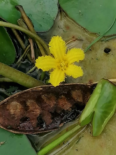 Foto de Salvínia-do-nilo