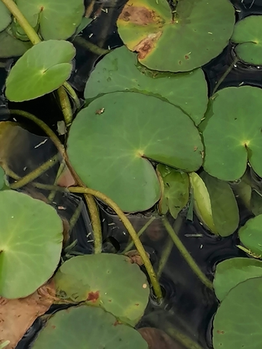 Foto de Salvínia-do-nilo