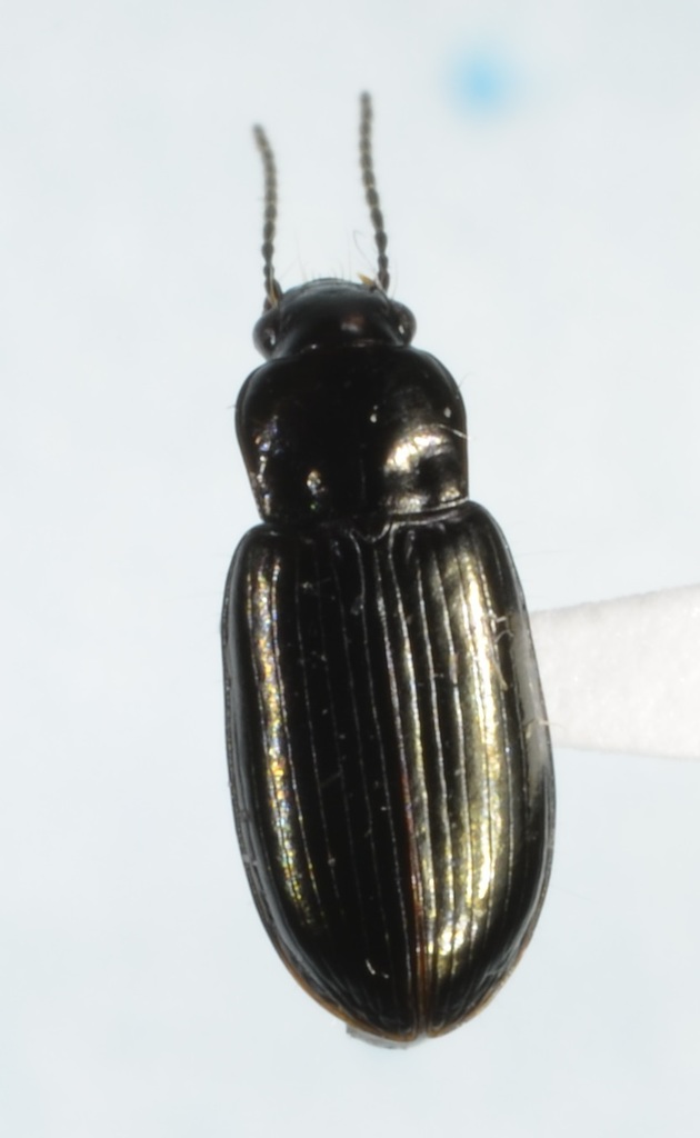 Uniform Harp Ground Beetle