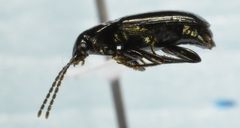 Bradycellus nigrinus