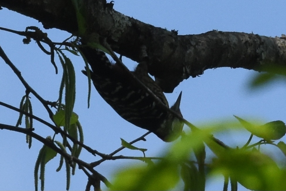 Stripe-breasted Woodpecker (Dendrocopos atratus), photo 9