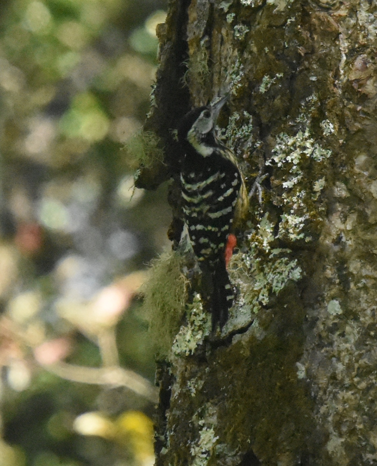 Stripe-breasted Woodpecker