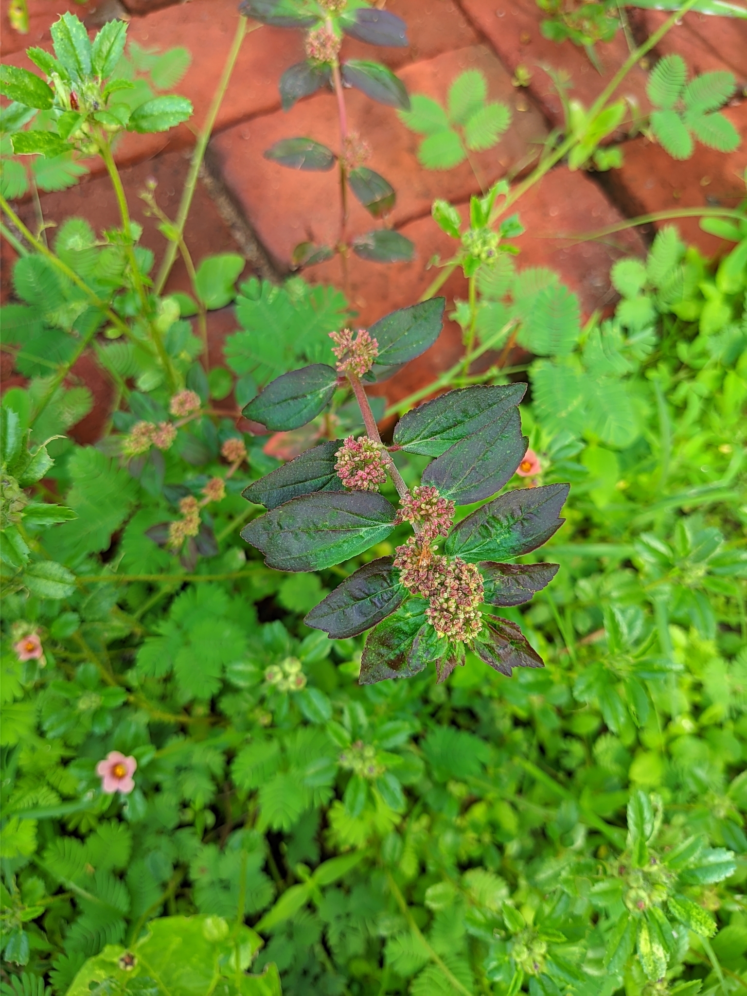 Euphorbia hirta