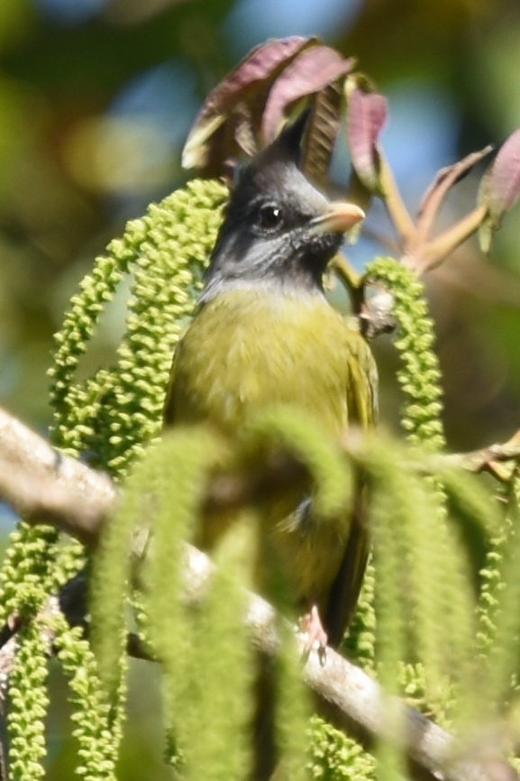 Crested Finchbill (Spizixos canifrons), photo 7