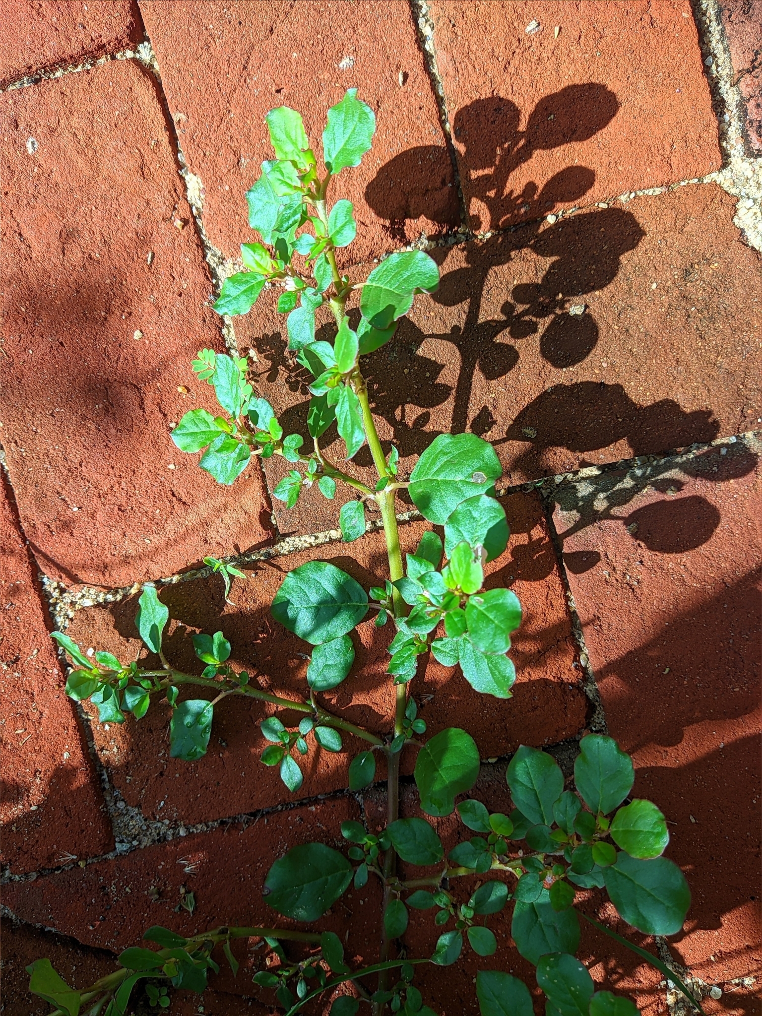 Trianthema portulacastrum