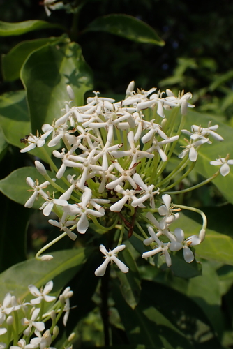 Ixora finlaysoniana