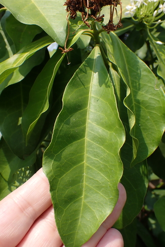 Ixora finlaysoniana