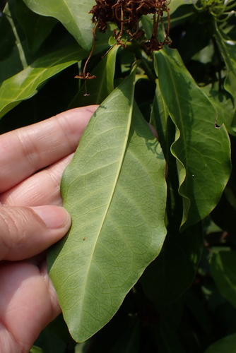Ixora finlaysoniana