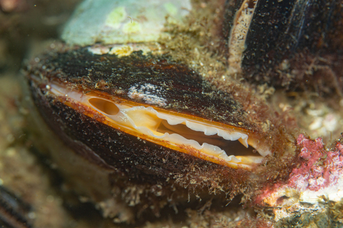 Northern Horse Mussel