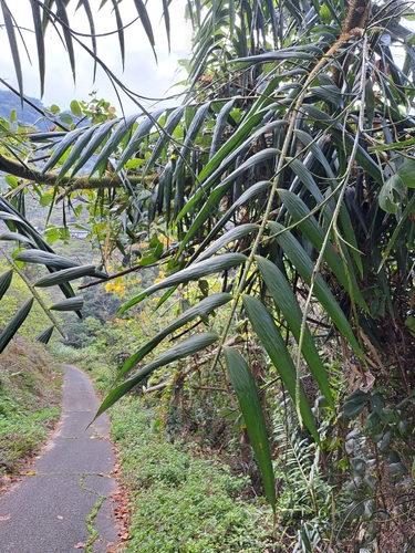 Image of Calamus formosanus by (c) vrxz, some rights reserved (CC BY-SA)