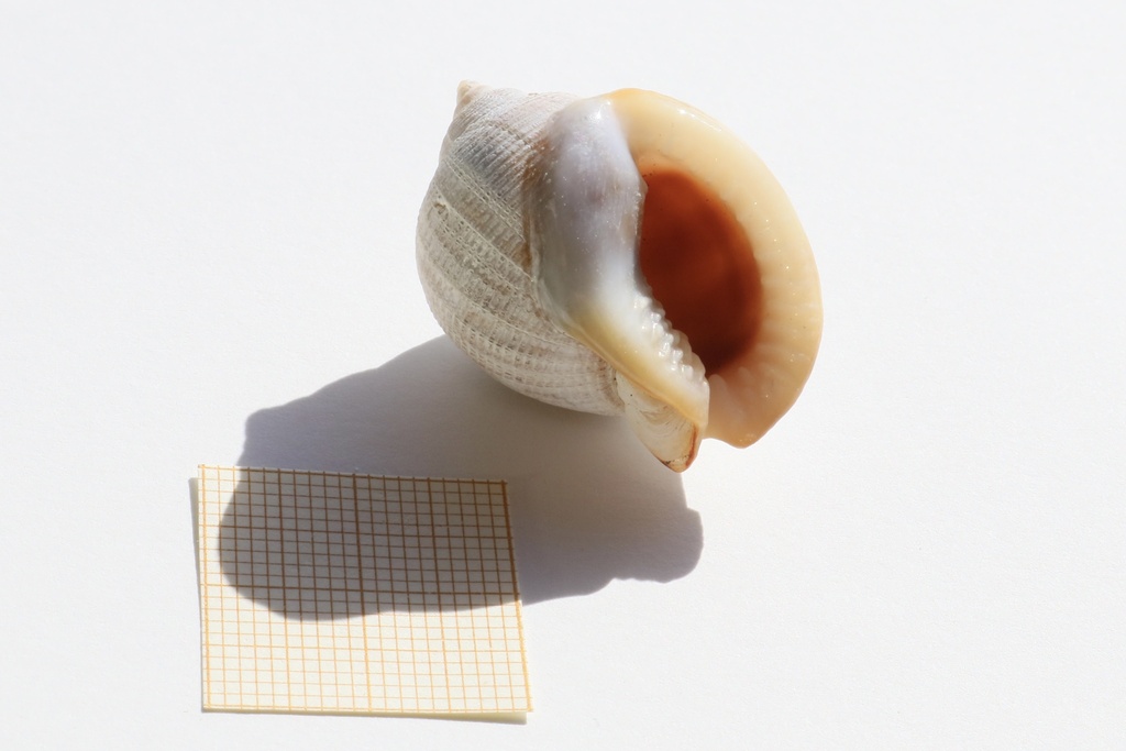 Semicassis saburon