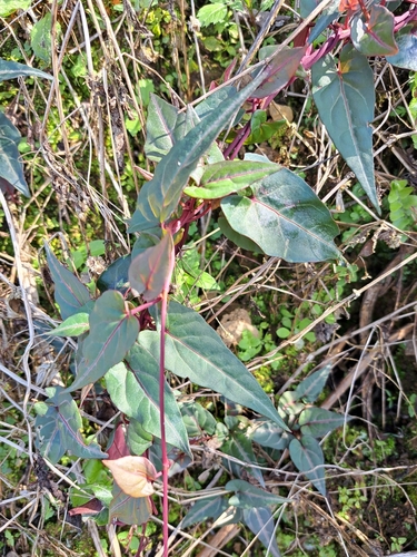 Image of Reynoutria multiflora by (c) vrxz, some rights reserved (CC BY-SA)