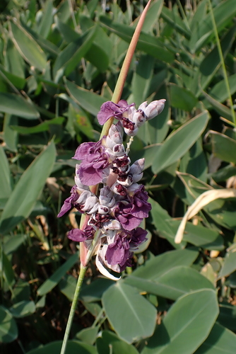 Thalia dealbata