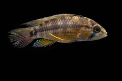 Apistogramma