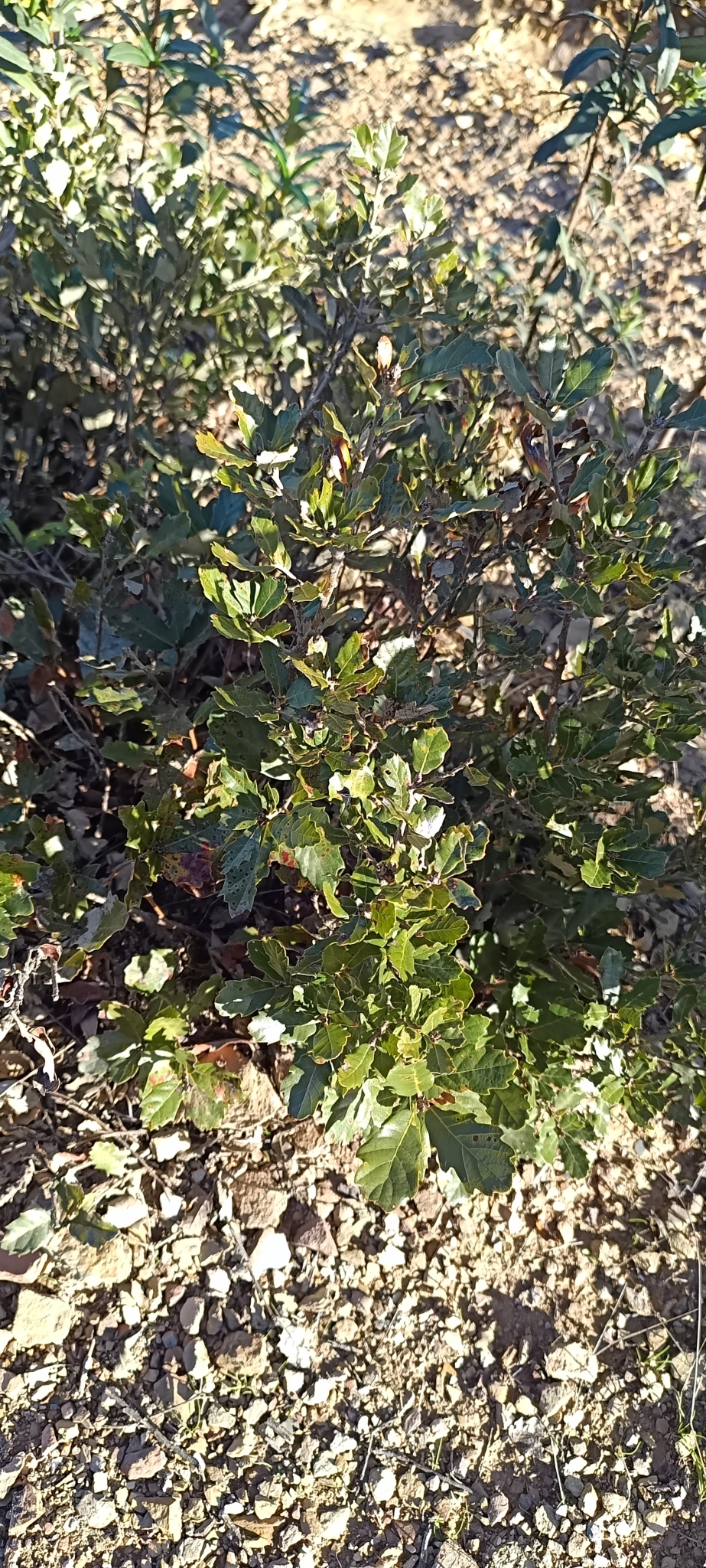 Imagem de Carvalho-português