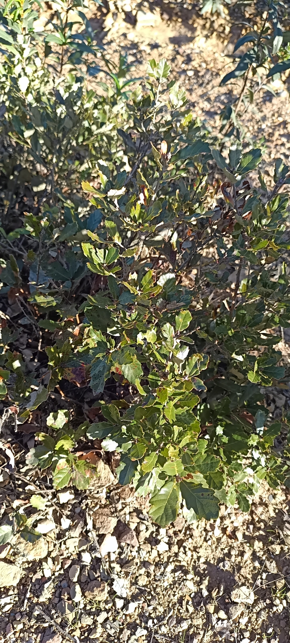 Imagem de Carvalho-português