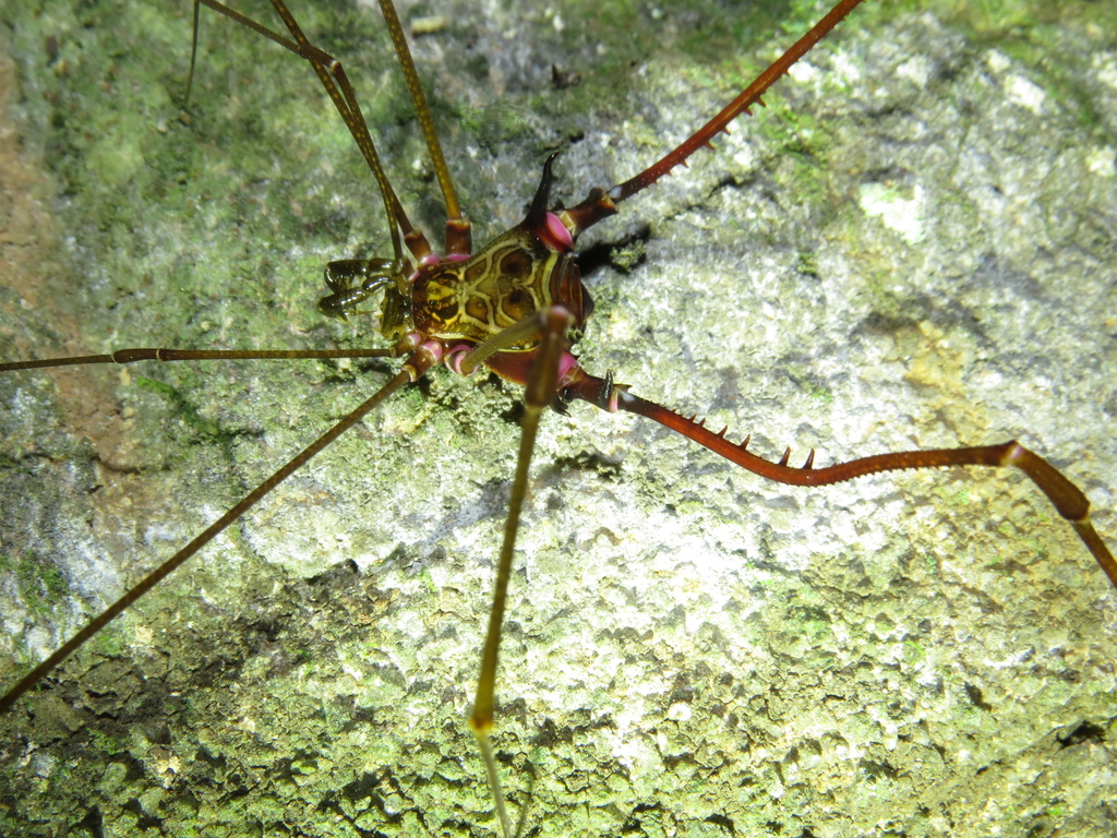 daddy longlegs