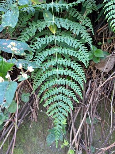 Dennstaedtia scandens, photograph 3