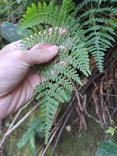 Dennstaedtia scandens, photograph 4