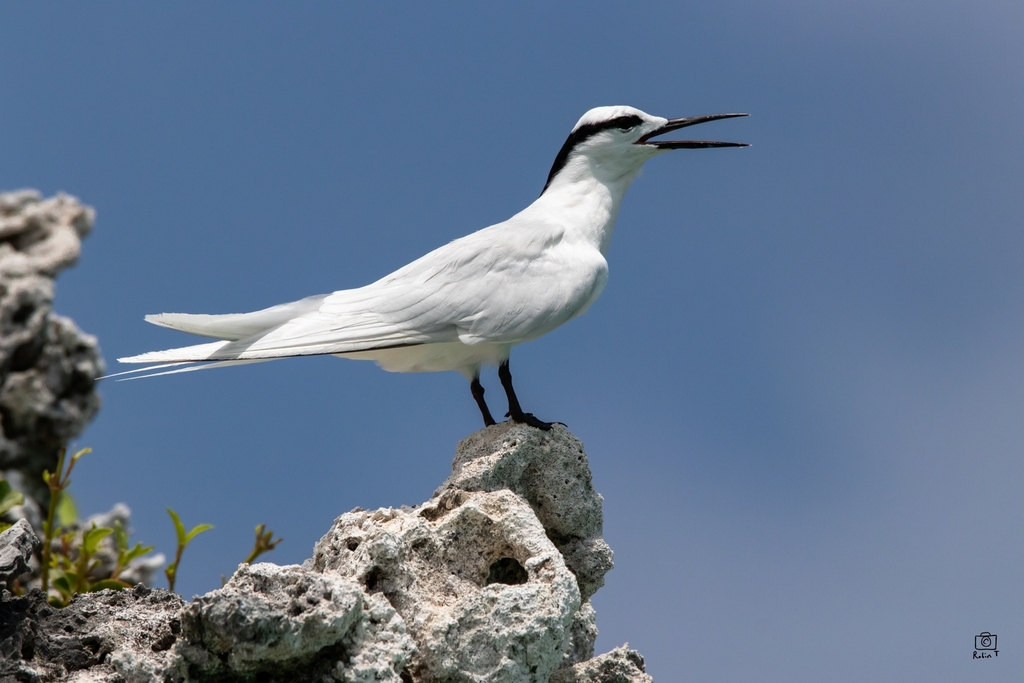 Black-naped Tern
