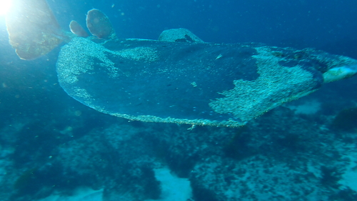 Chilean torpedo (Tetronarce tremens) — Torpedinidae — 5