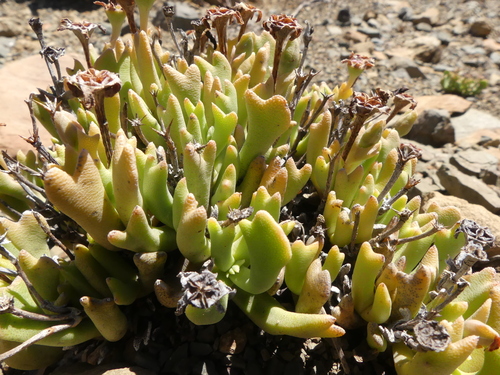 Hereroa dolabriformis (L.) L.Bolus 3