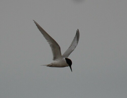 iNaturalist image
